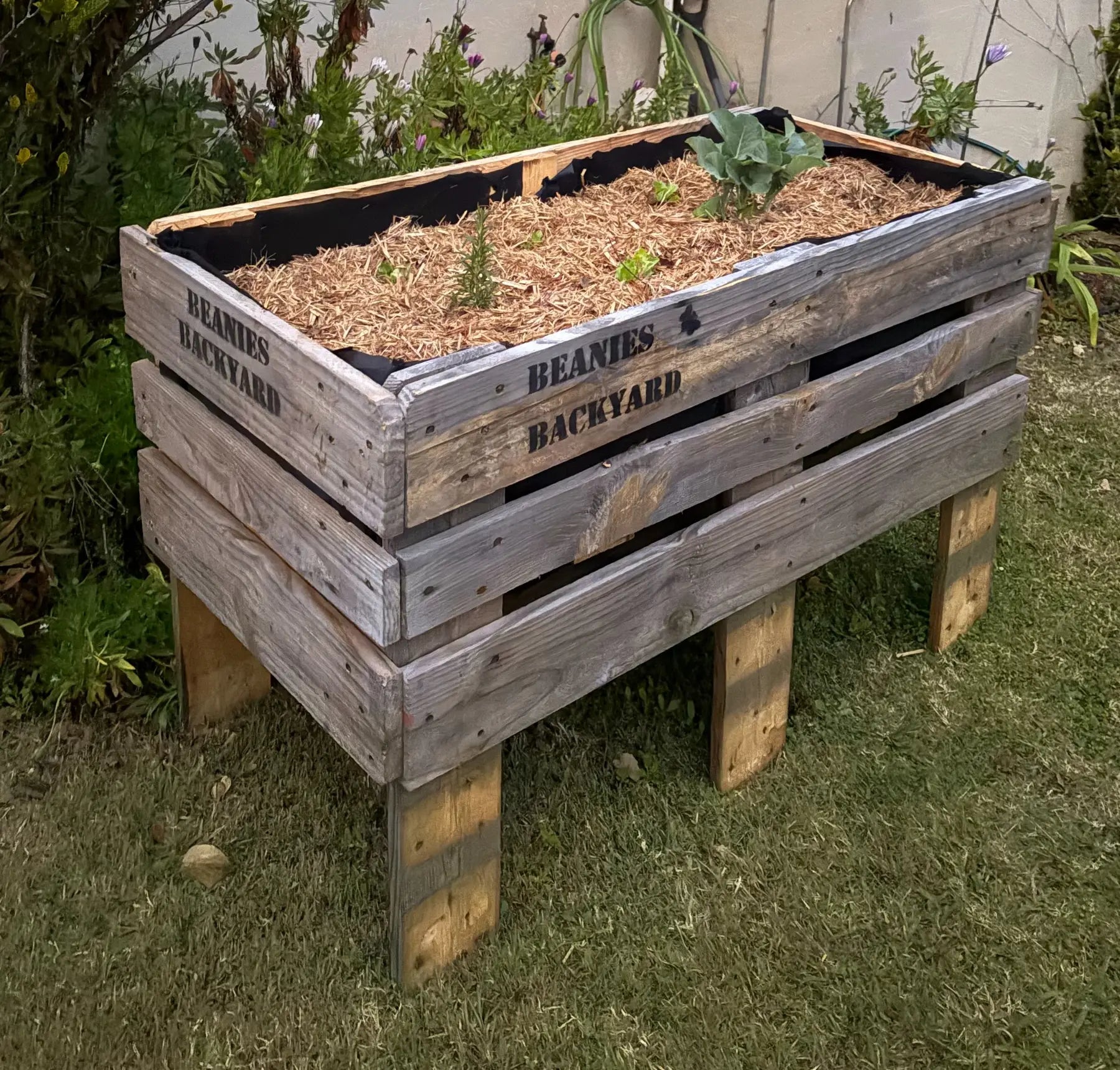 A finished Beanies Backyard raised garden bed growing vegetables